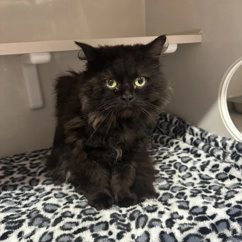 An adult large-sized male Black Domestic Long Hair cat named Muppet for adoption in Forest Park, IL