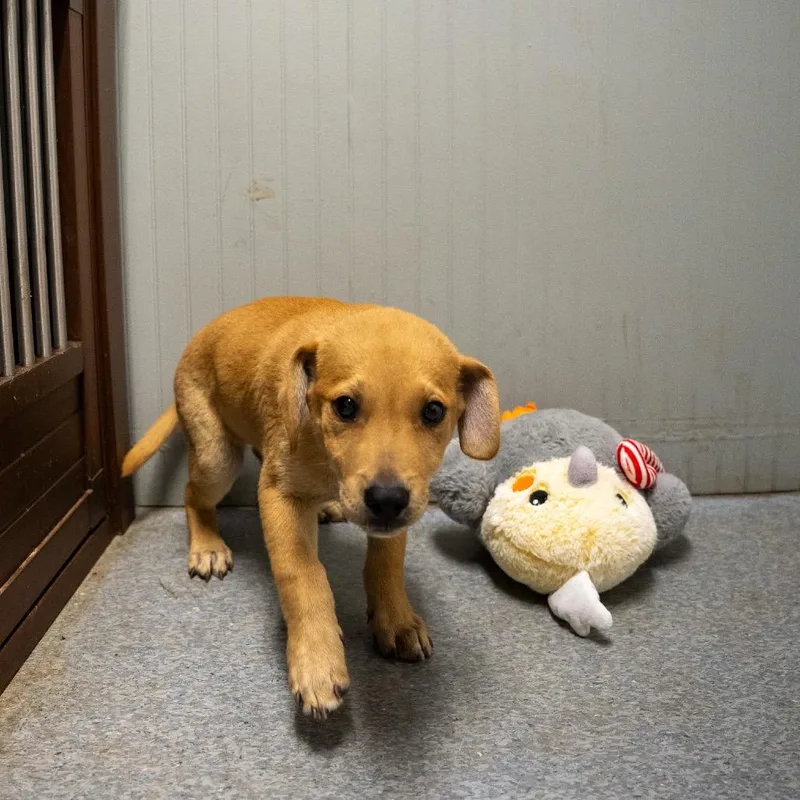 A baby medium-sized male Black Mouth Cur dog named Boone for adoption in Pawling, NY