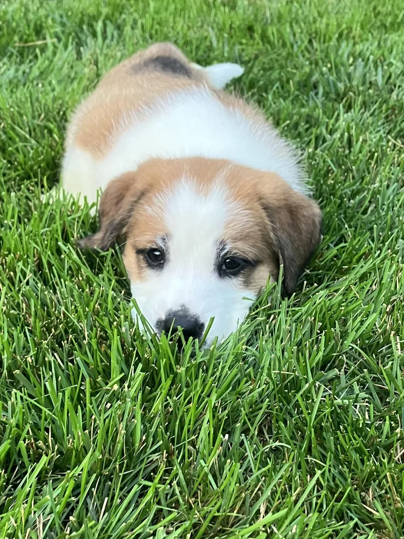 A baby medium-sized female White / Cream Great Pyrenees dog named Clarebear for adoption in Plainfield, IL