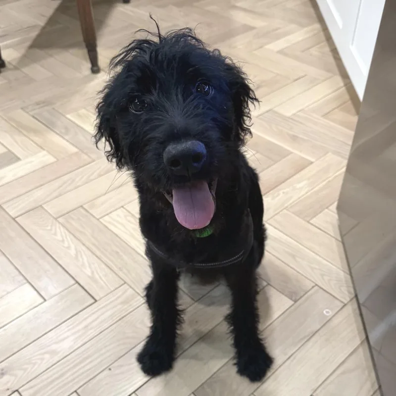 A young medium-sized male Black Poodle dog named Freddy for adoption in New Orleans, LA