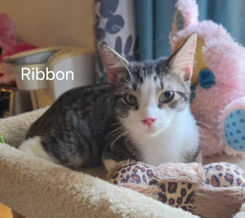 A young medium-sized female Domestic Short Hair cat named Ribbon for adoption in Oviedo, FL