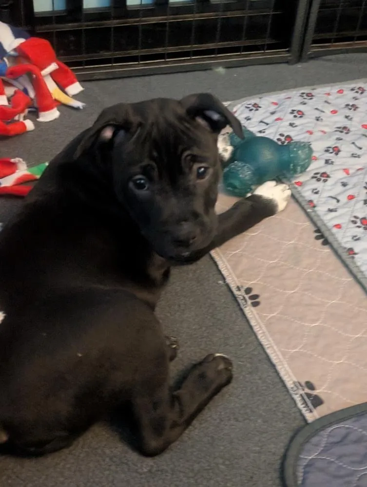 A baby large-sized female Tricolor (Brown, Black, & White) Terrier dog named Bonnie Bramble for adoption in Waunakee, WI