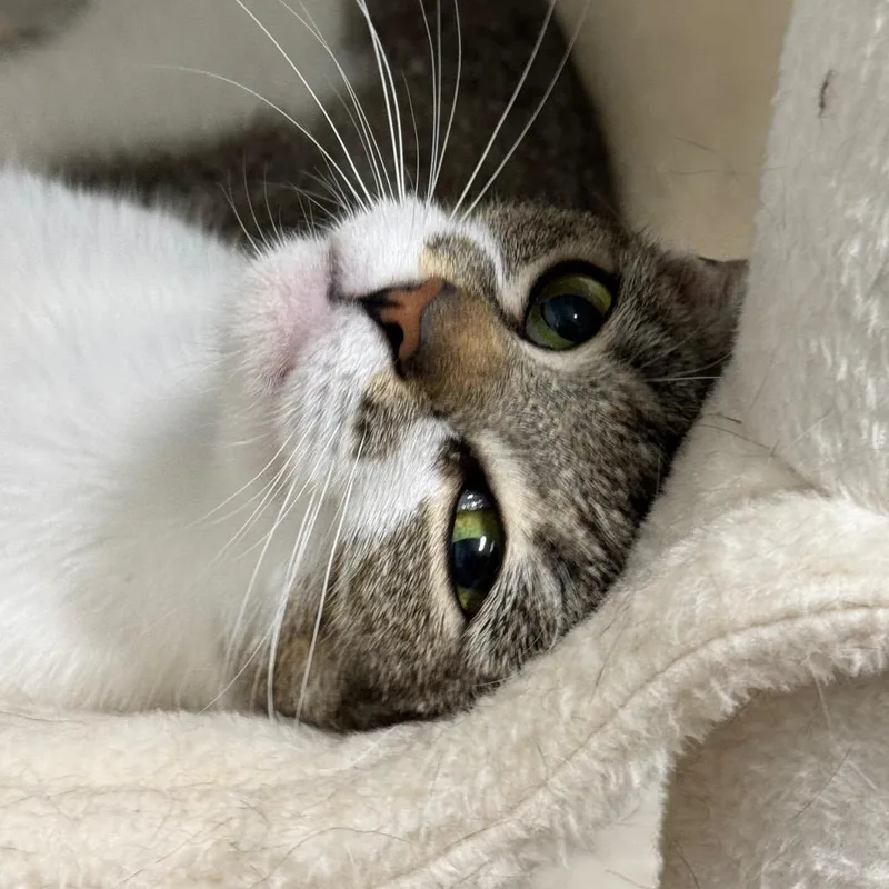An adult medium-sized female Gray / Blue / Silver Domestic Short Hair cat named Lil Mutha for adoption in Decatur, GA