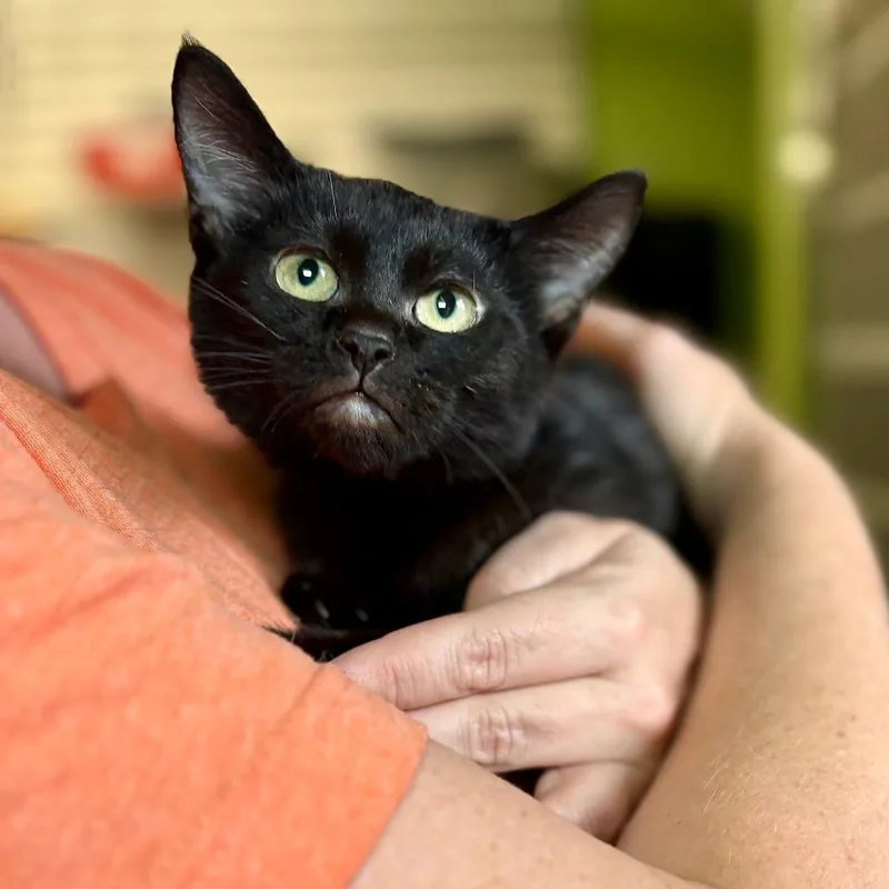 A baby small-sized female Domestic Short Hair cat named Bonny Jovi for adoption in Glenwood Springs, CO