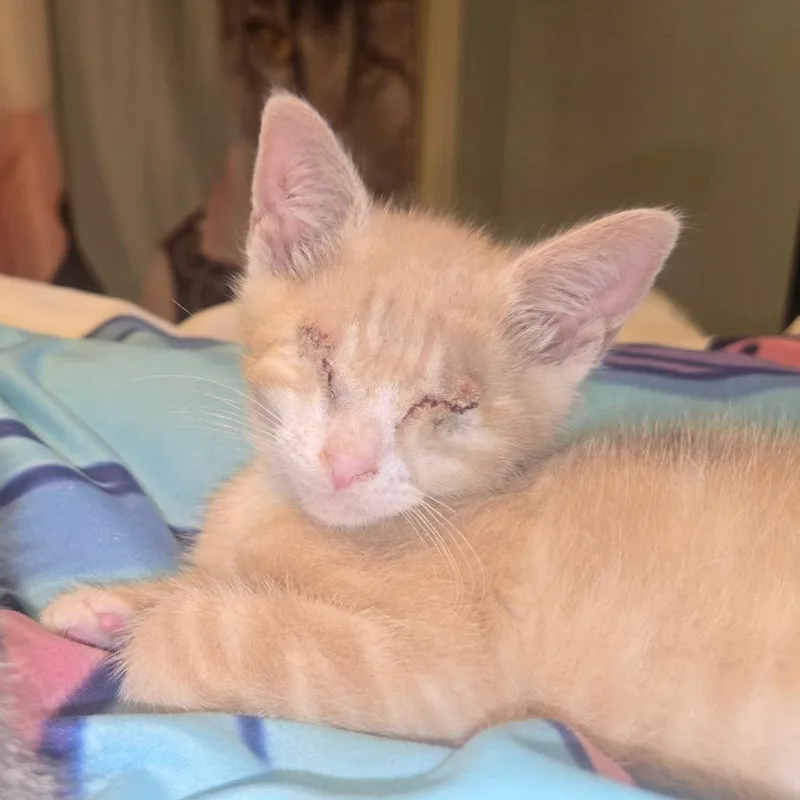 A baby small-sized male Buff / Tan / Fawn Domestic Short Hair cat named Max for adoption in Birdsboro, PA