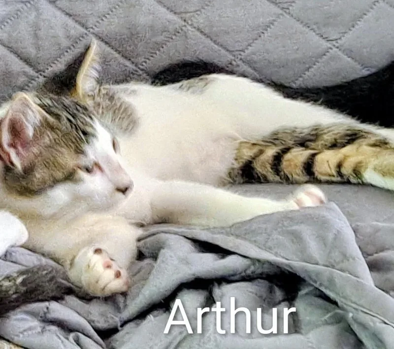 Arthur Pendragon