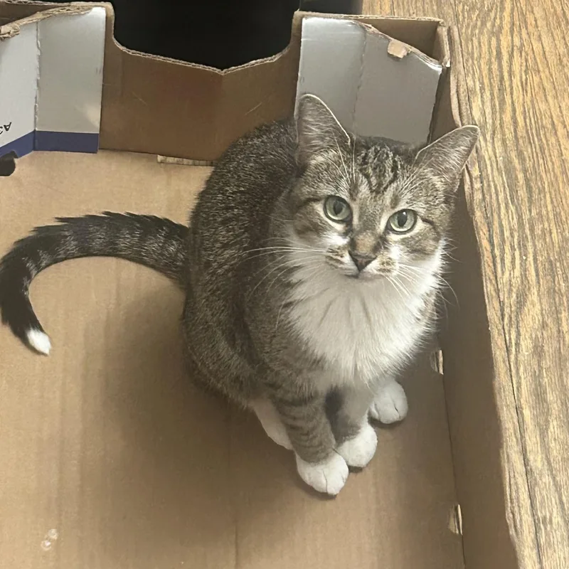 An adult medium-sized female Tabby (Brown / Chocolate) Domestic Short Hair cat named Zelle for adoption in Chicago, IL