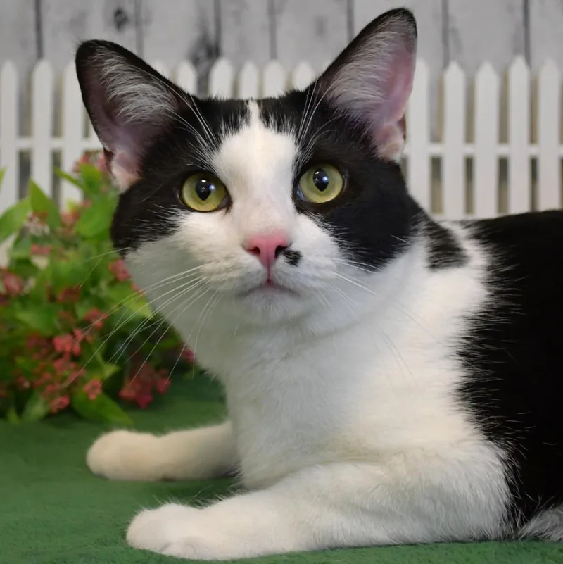 A baby medium-sized male Domestic Short Hair cat named Charlie for adoption in Roanoke, TX