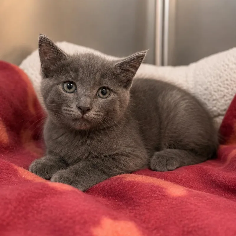 A young small-sized female Gray / Blue / Silver Domestic Short Hair cat named Sydney for adoption in Lathrop, CA