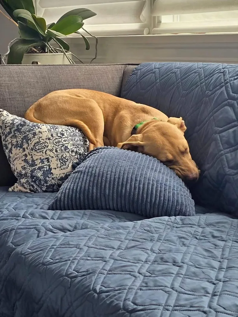 A baby large-sized male Pit Bull Terrier dog named Humphrey for adoption in Levittown, NY