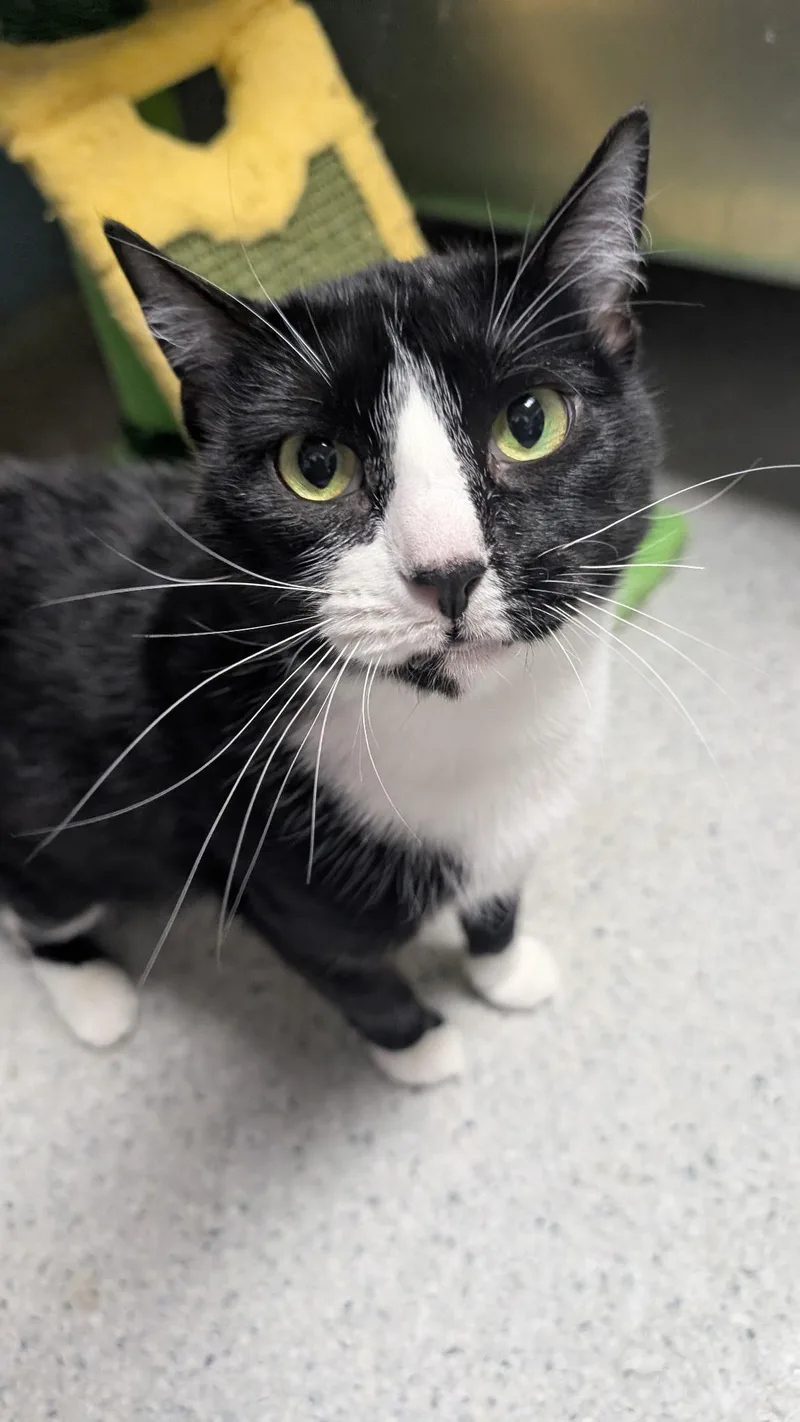 Rapunzel thumbnail 3