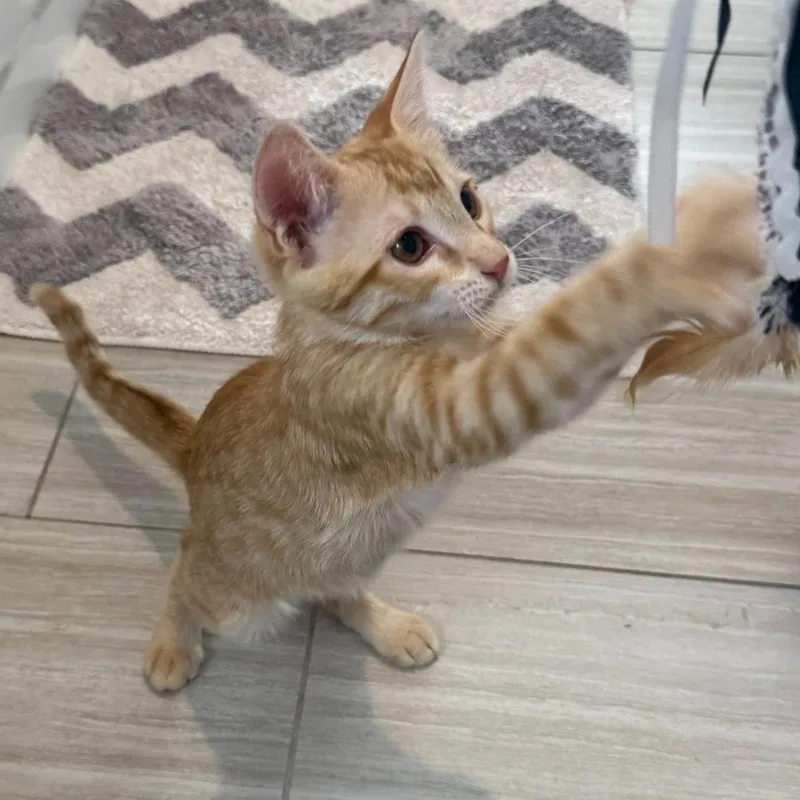 A baby medium-sized male Tabby (Orange / Red) Domestic Short Hair cat named Felix for adoption in Queen Creek, AZ