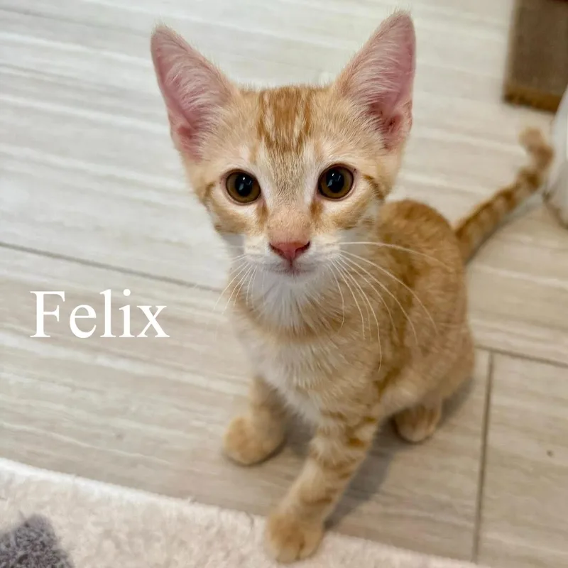 Felix thumbnail 2