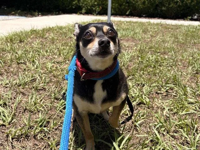 Taco