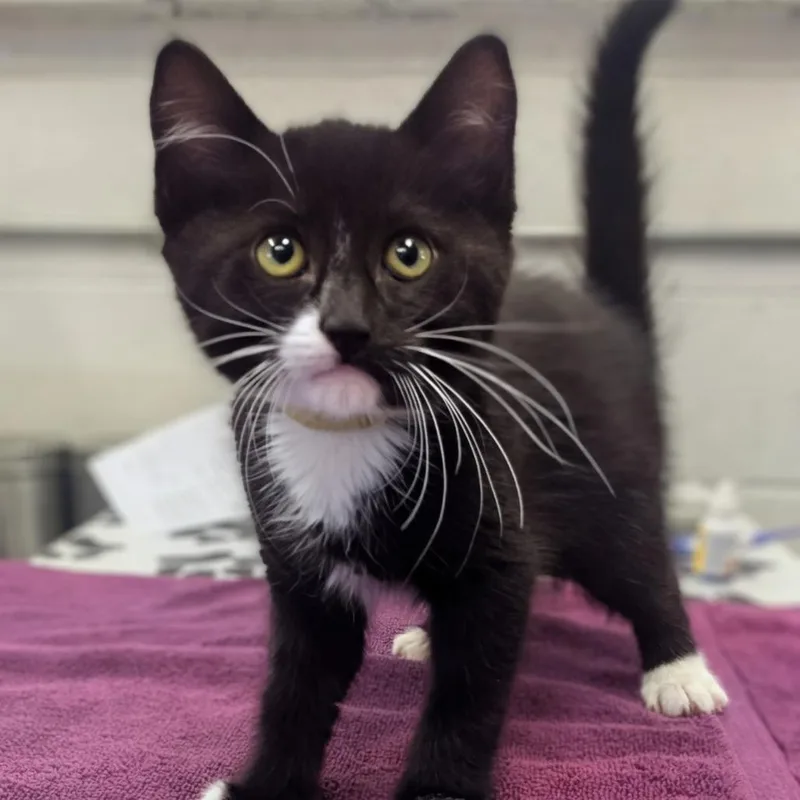 A baby small-sized male Black Domestic Short Hair cat named Ptera for adoption in Medford, OR