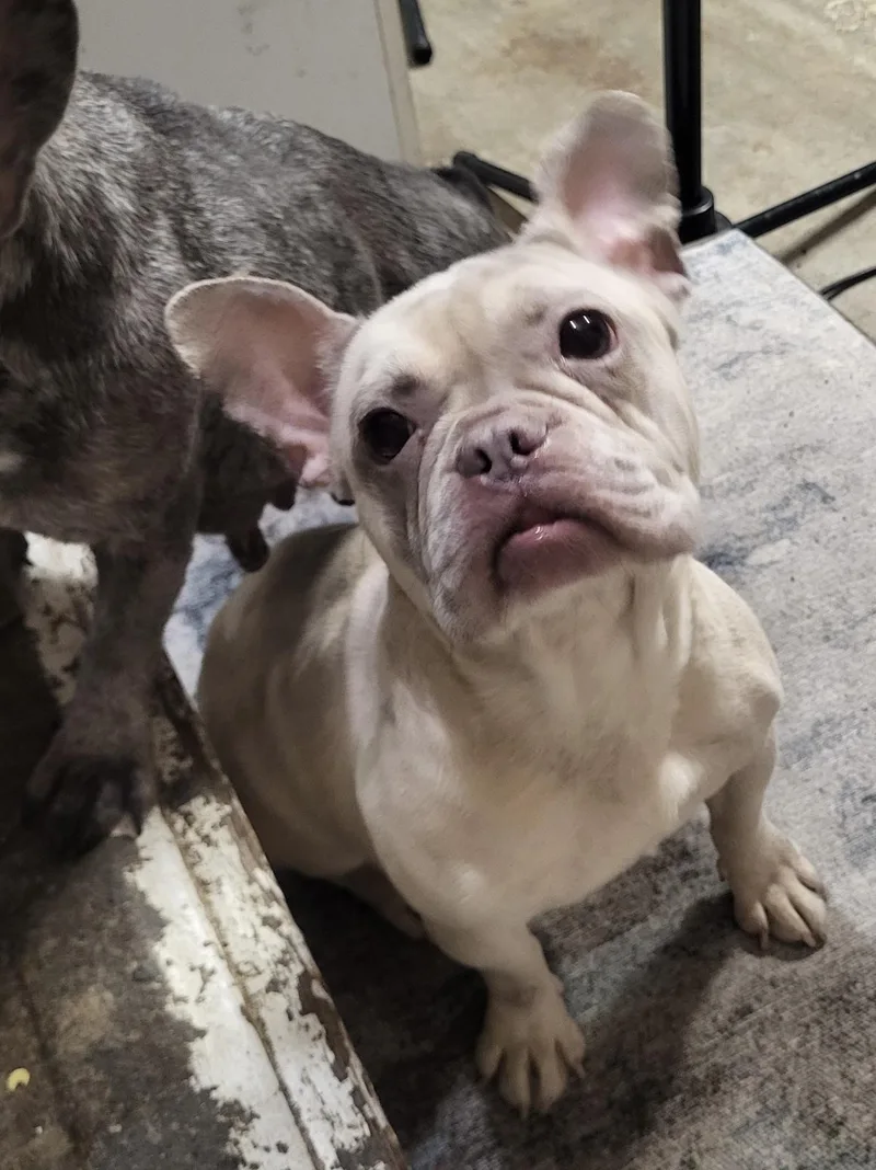 An adult small-sized female French Bulldog dog named Indie for adoption in modesto, CA