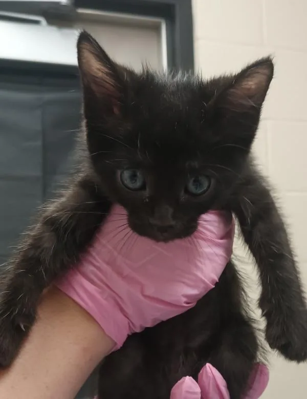A baby small-sized male Domestic Short Hair cat named Pop for adoption in El Cajon, CA