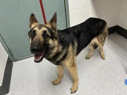 A young large-sized male German Shepherd Dog dog named Schnitzel for adoption in Oakland, CA