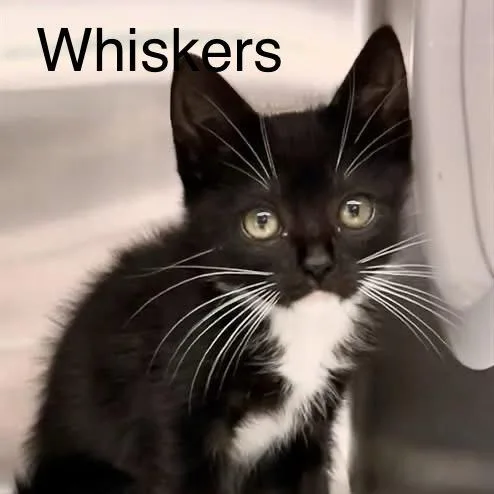 Whiskers
