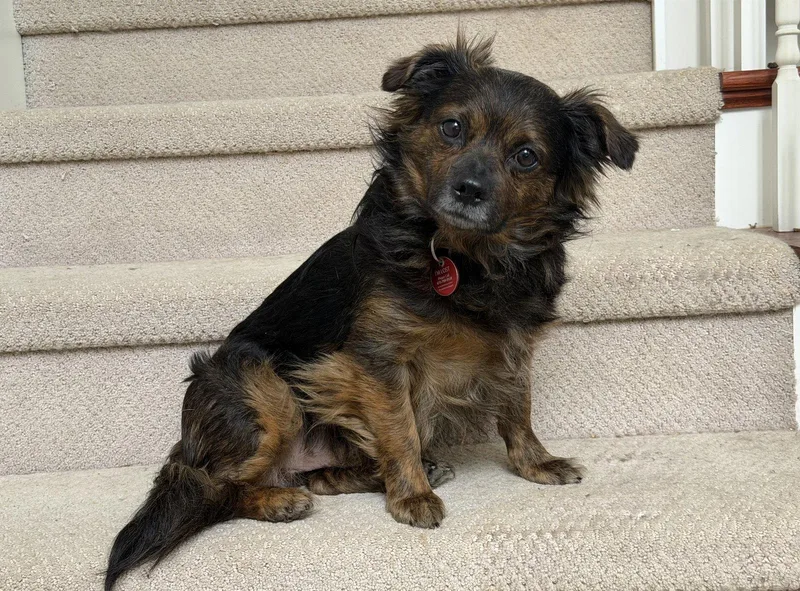 An adult small-sized male Chihuahua dog named Tyler for adoption in Nashville, TN