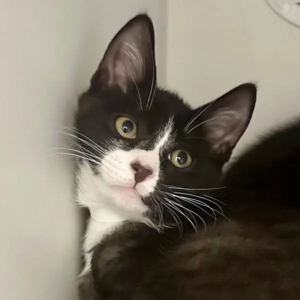 A baby medium-sized male Domestic Short Hair cat named Lawson for adoption in Walnut Creek, CA