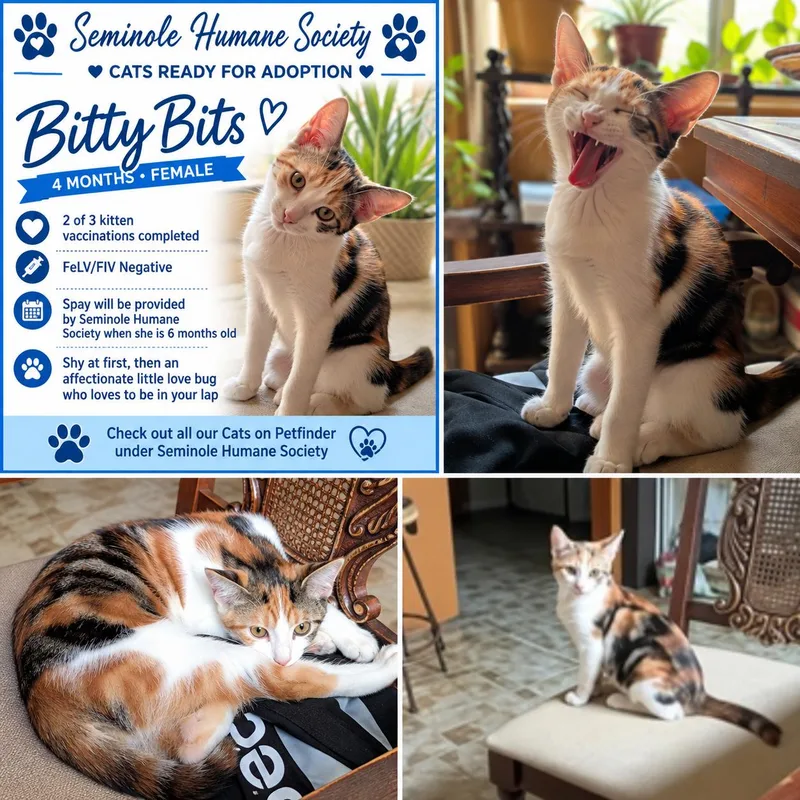 A baby medium-sized female Calico Domestic Short Hair cat named Bitty Bits for adoption in Seminole, OK