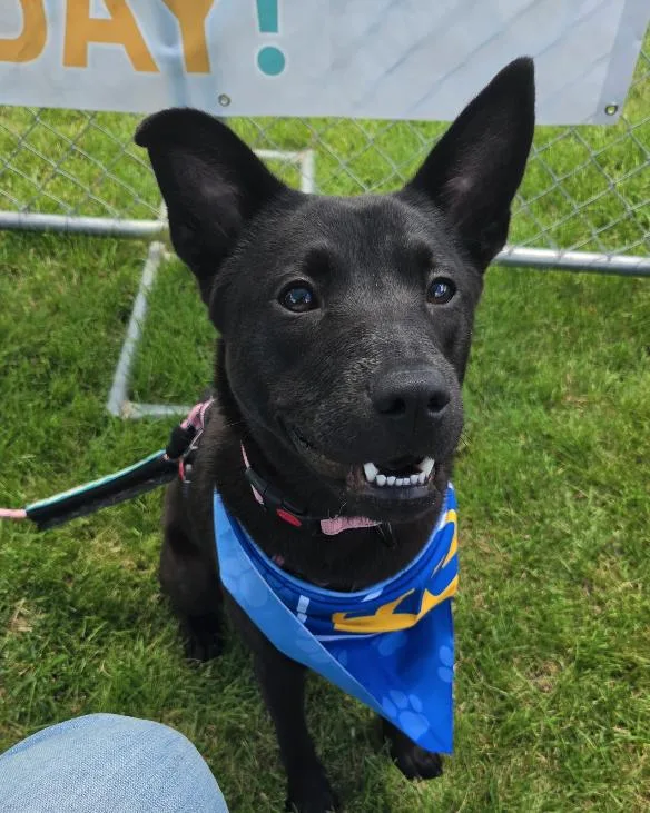 A young medium-sized female Black Chow Chow dog named Stormy for adoption in Plainfield, IL