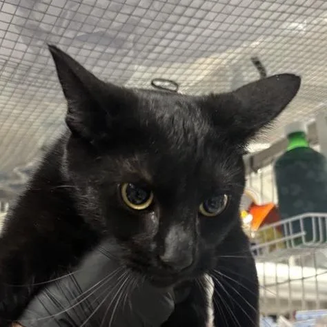 An adult medium-sized female Black Domestic Short Hair cat named Whitney for adoption in New York, NY
