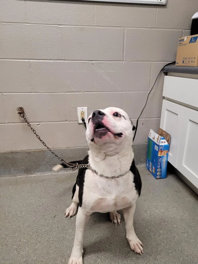 An adult large-sized male Pit Bull Terrier dog named MarcumPolo for adoption in Hopkinsville, KY