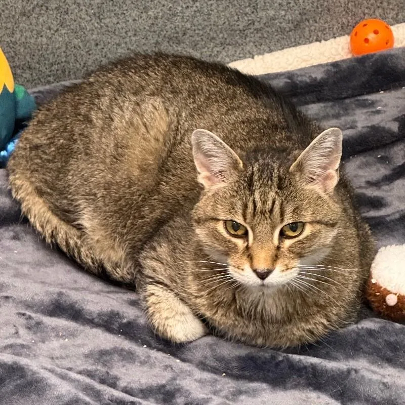 A senior medium-sized female Brown / Chocolate Domestic Short Hair cat named Edith for adoption in Fort Collins, CO