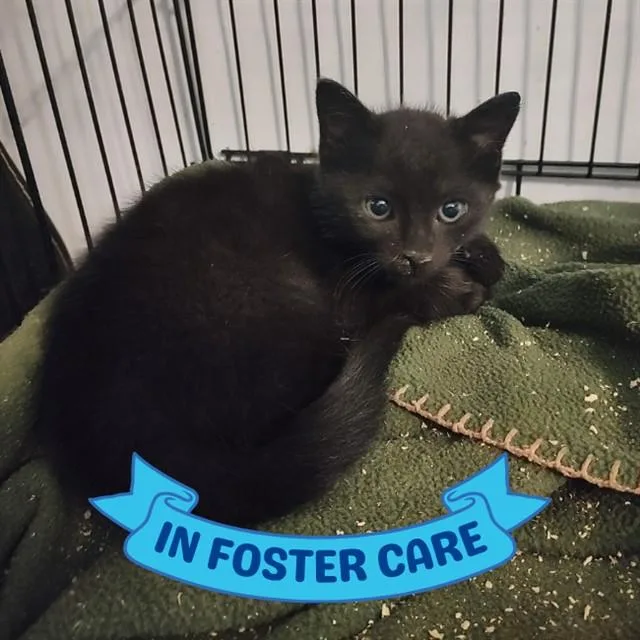 A baby small-sized male Domestic Short Hair cat named Giles for adoption in Tallahassee, FL