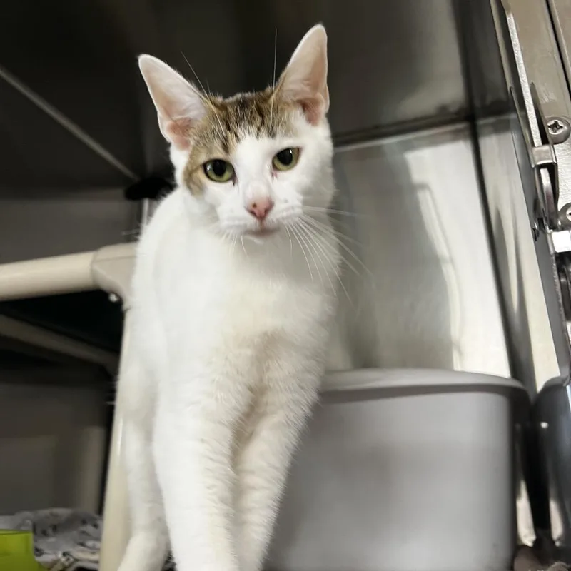An adult medium-sized female White Domestic Short Hair cat named Freda for adoption in Harrisville, WV