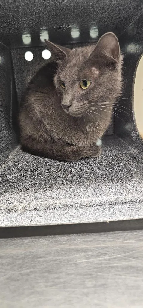 A baby small-sized male Domestic Short Hair cat named Custard for adoption in Athens, TN