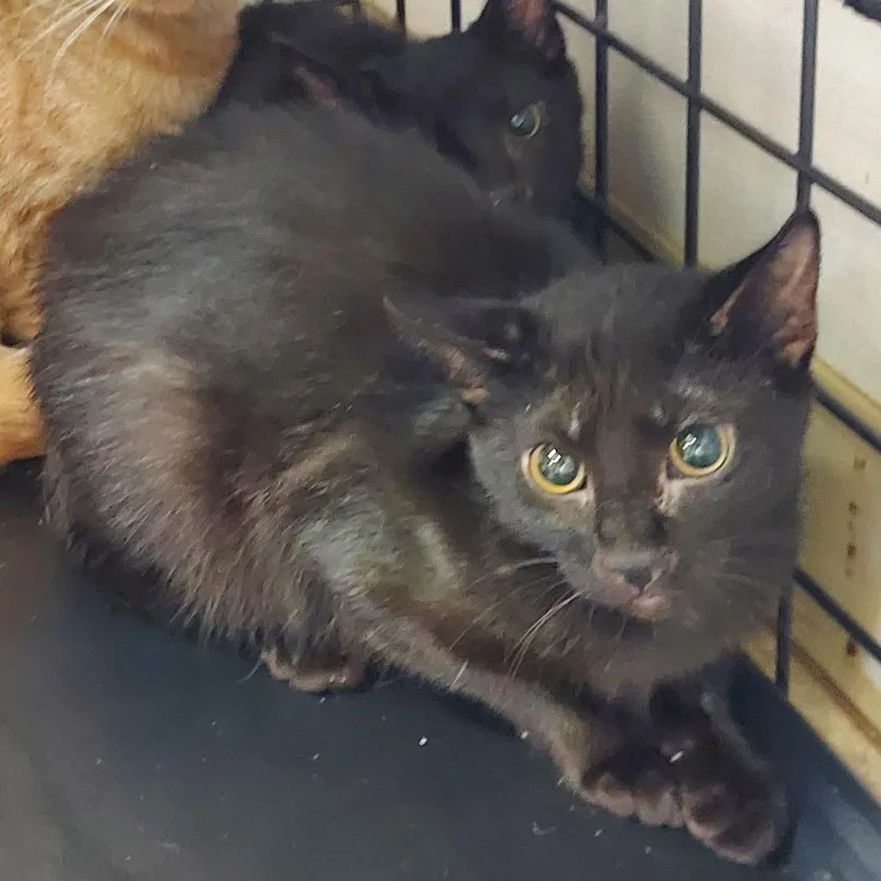A young medium-sized female Black Domestic Short Hair cat named Lisa for adoption in Ashtabula, OH