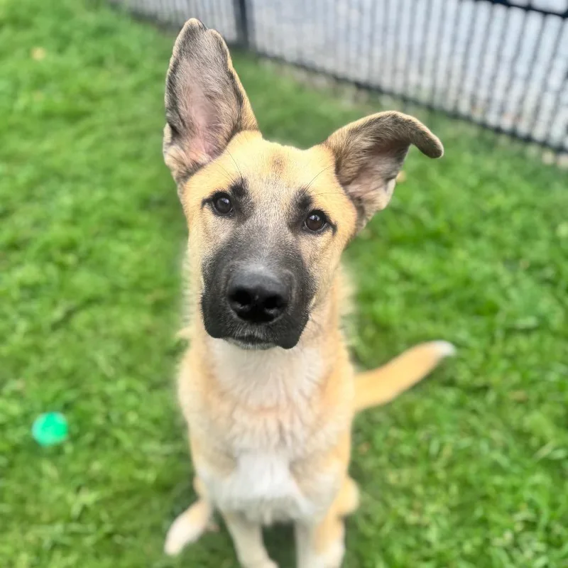 A young medium-sized male Yellow / Tan / Blond / Fawn German Shepherd Dog dog named Clide for adoption in Brownsboro, AL