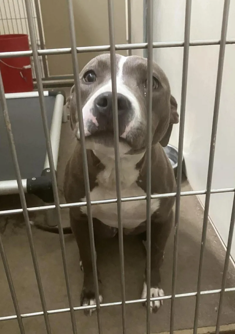 A young medium-sized female Brindle Pit Bull Terrier dog named Peaches for adoption in Springfield, IL