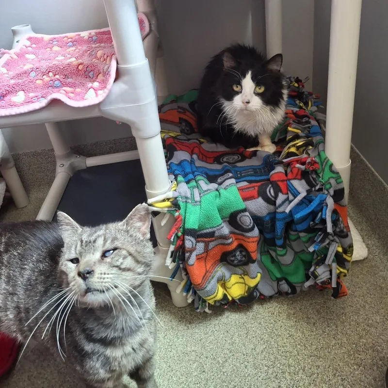 An adult medium-sized male Black Domestic Long Hair cat named Jude for adoption in Chicago, IL