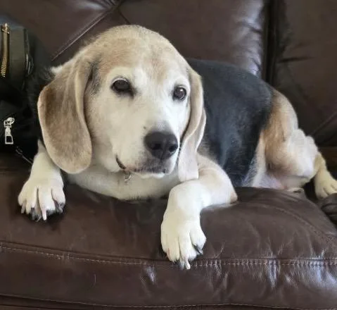 A senior medium-sized male Golden Beagle dog named River for adoption in Las Vegas, NV