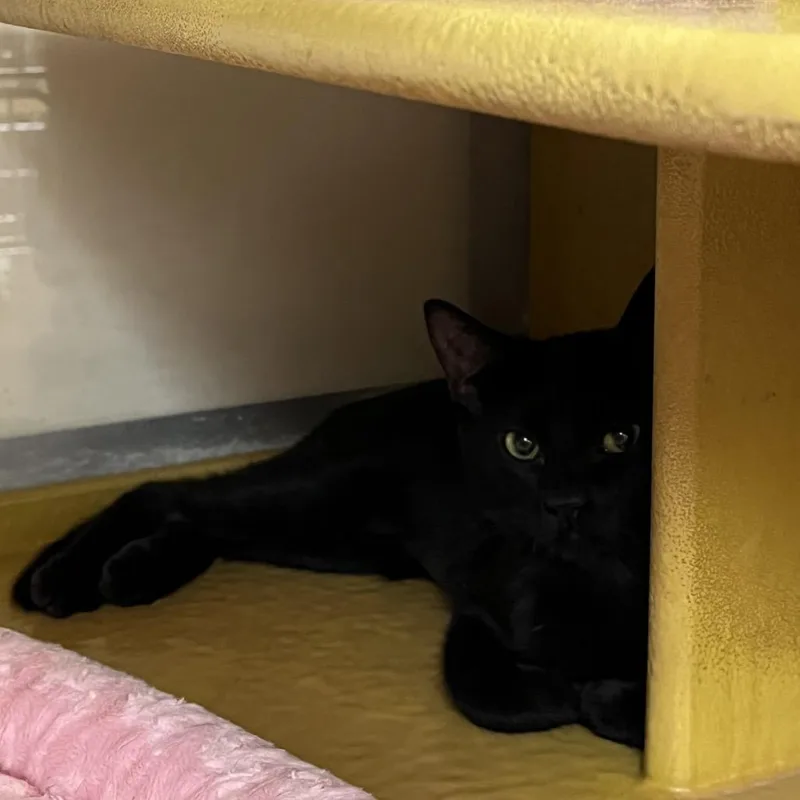 A baby small-sized female Black Domestic Medium Hair cat named Blush for adoption in Las Vegas, NV