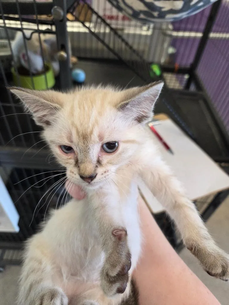 A baby small-sized female Siamese cat named Chloe for adoption in Bossier City, LA
