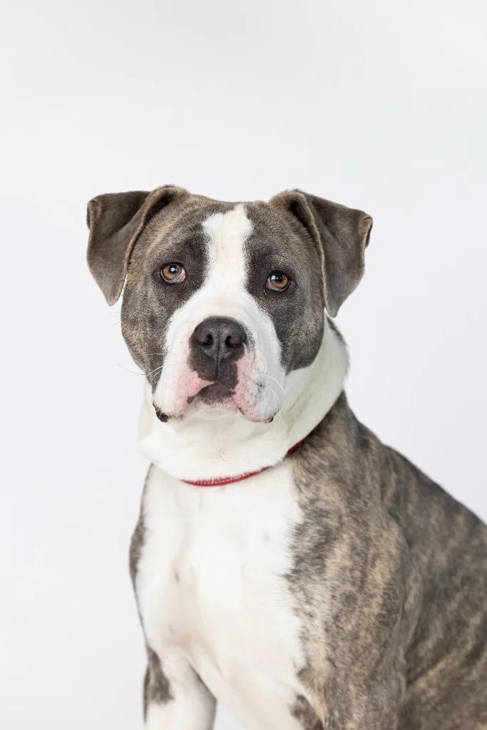 Joe Cool thumbnail 2