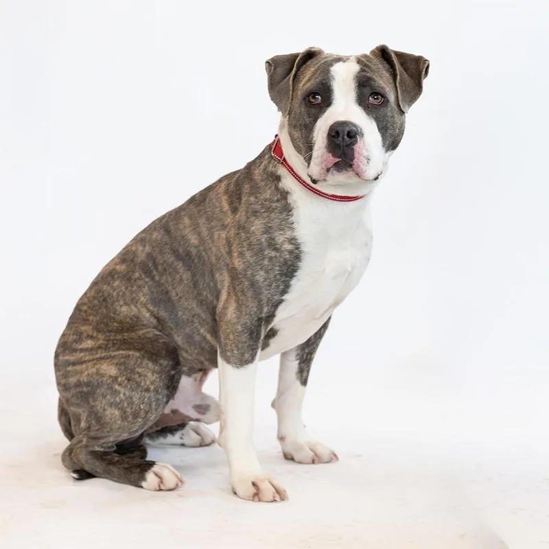 Joe Cool thumbnail 3