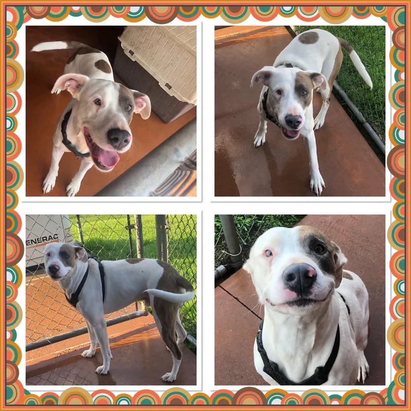 An adult large-sized male White / Cream Mixed Breed dog named Ghost for adoption in Buckhannon, WV