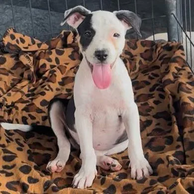 A baby medium-sized female White / Cream Pit Bull Terrier dog named Rosie for adoption in West Islip, NY