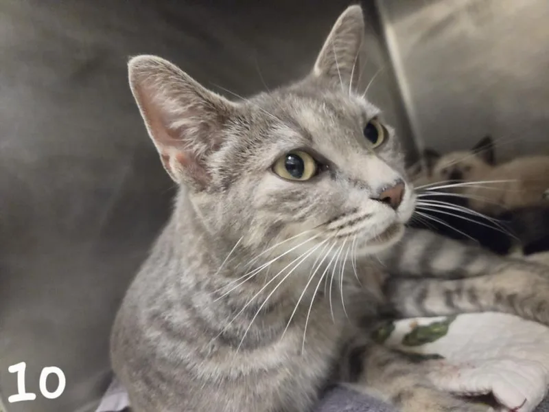 An adult medium-sized female Domestic Short Hair cat named Fancy for adoption in Hagerstown, MD