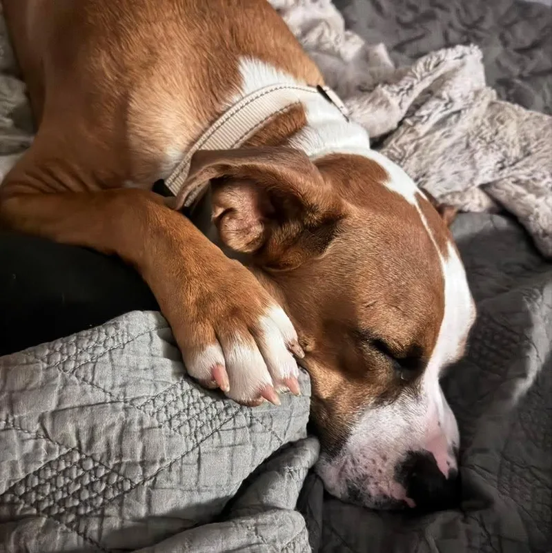 A young large-sized female Yellow / Tan / Blond / Fawn Boxer dog named Spaghetti for adoption in Grand Island, NE