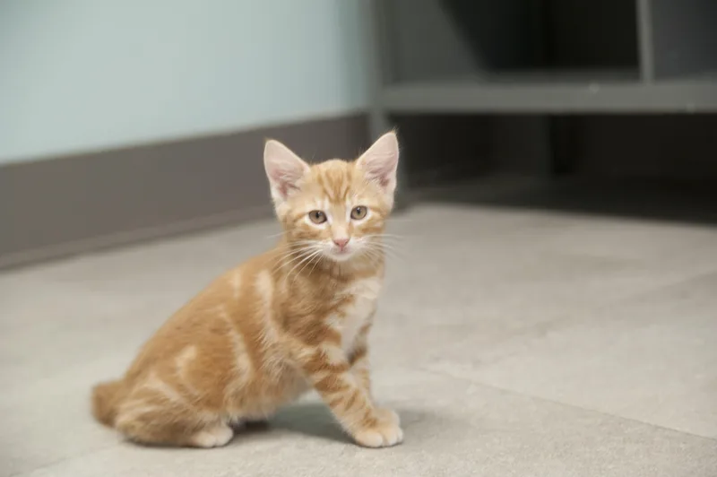 A baby small-sized male Tabby (Orange / Red) Domestic Short Hair cat named Pumpkin for adoption in Media, PA