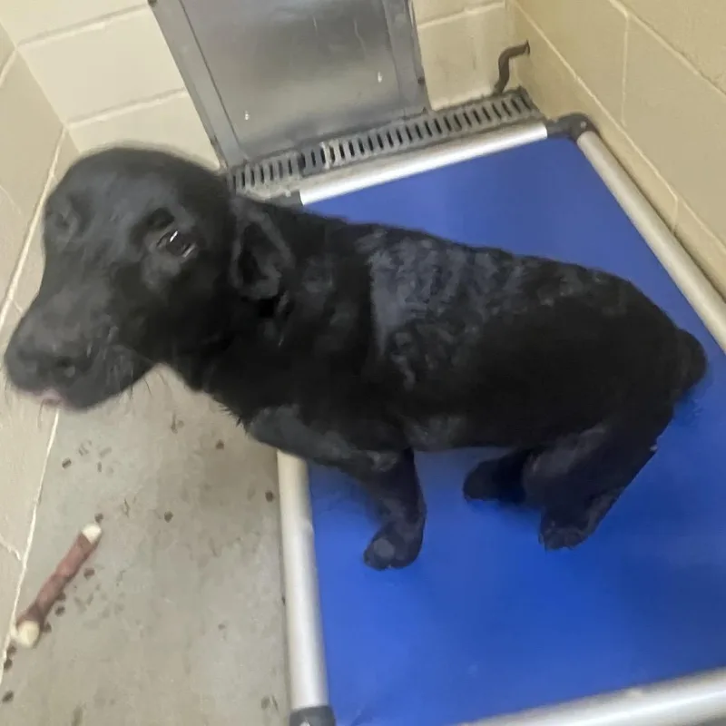 A young medium-sized female Labrador Retriever dog named Wanda for adoption in Palestine, TX