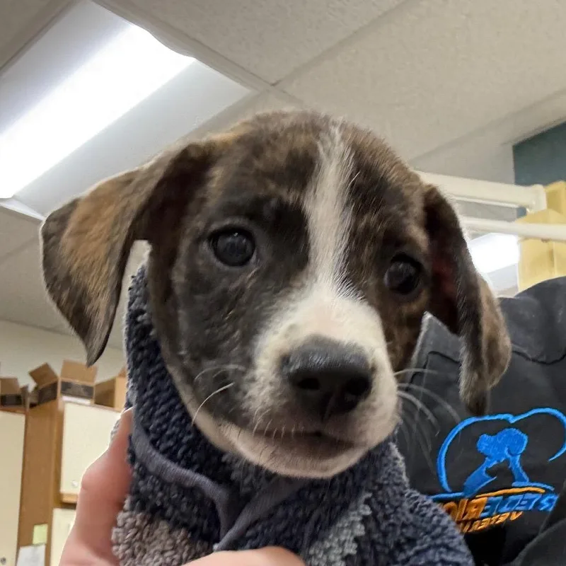 A baby small-sized male Brindle Mixed Breed dog named Stanley for adoption in Rockville, MD