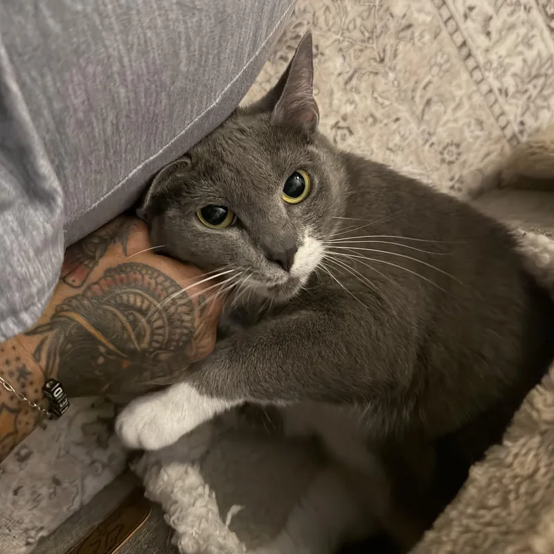 A young medium-sized female Gray & White Domestic Short Hair cat named Simone for adoption in Frederick, MD